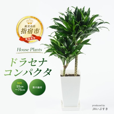 【観葉植物】ドラセナ・コンパクタ 55cm～75cm(018-2018)