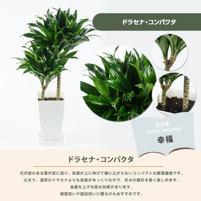 【観葉植物】ドラセナ・コンパクタ 55cm～75cm(018-2018)