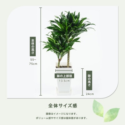 【観葉植物】ドラセナ・コンパクタ 55cm～75cm(018-2018)
