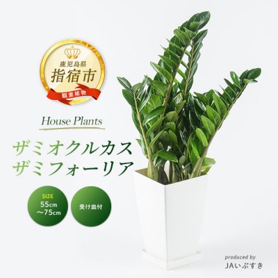 【観葉植物】ザミオクルカス・ザミフォーリア 55cm～75cm(025-2021)