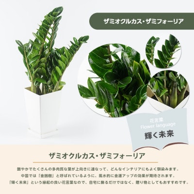 【観葉植物】ザミオクルカス・ザミフォーリア 55cm～75cm(025-2021)