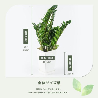 【観葉植物】ザミオクルカス・ザミフォーリア 55cm～75cm(025-2021)