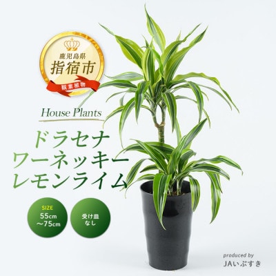 【観葉植物】ドラセナ・ワーネッキー・レモンライム 55cm～75cm(014-2022)