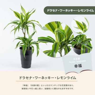 【観葉植物】ドラセナ・ワーネッキー・レモンライム 55cm～75cm(014-2022)