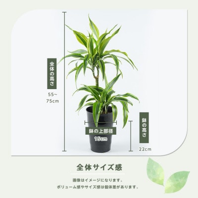 【観葉植物】ドラセナ・ワーネッキー・レモンライム 55cm～75cm(014-2022)