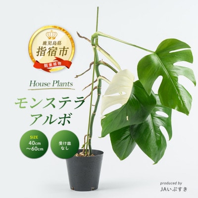 【観葉植物】モンステラ・アルボ 40cm～60cm(042-2023)