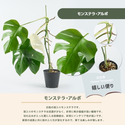 【観葉植物】モンステラ・アルボ 40cm～60cm(042-2023)