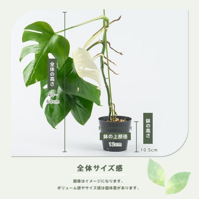【観葉植物】モンステラ・アルボ 40cm～60cm(042-2023)