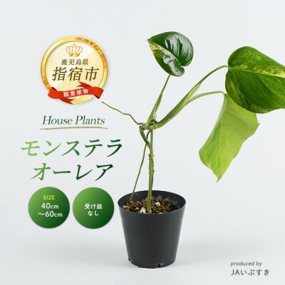 【観葉植物】モンステラ・オーレア 40cm～60cm(042-2024)