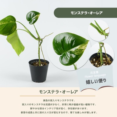 【観葉植物】モンステラ・オーレア 40cm～60cm(042-2024)