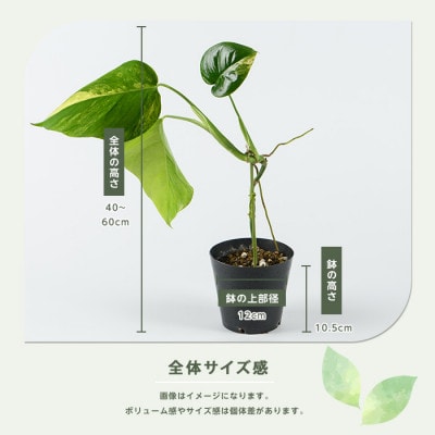 【観葉植物】モンステラ・オーレア 40cm～60cm(042-2024)