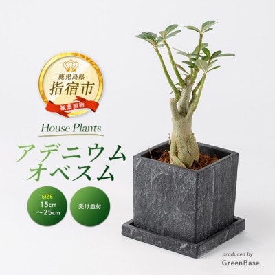 【観葉植物】アデニウム・オベスム15cm～25cm (016-2056)