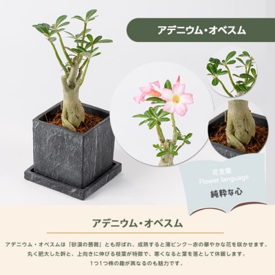 【観葉植物】アデニウム・オベスム15cm～25cm (016-2056)