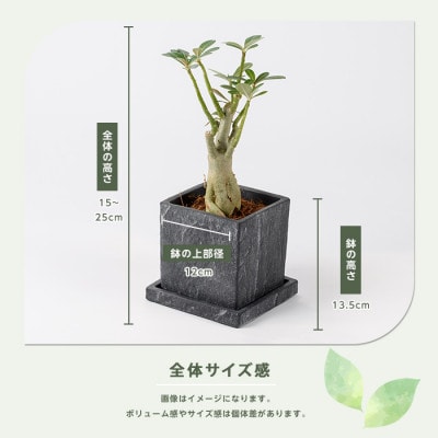 【観葉植物】アデニウム・オベスム15cm～25cm (016-2056)