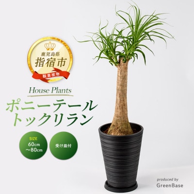 【観葉植物】ポニーテール(トックリラン) 60cm～80cm (035-2040)