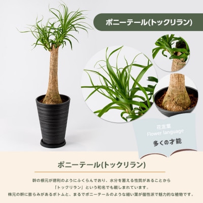 【観葉植物】ポニーテール(トックリラン) 60cm～80cm (035-2040)