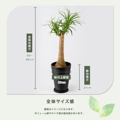 【観葉植物】ポニーテール(トックリラン) 60cm～80cm (035-2040)