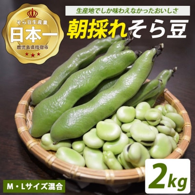 鹿児島県指宿市産 そら豆 約2kg M・Lサイズ混合(012-2075)
