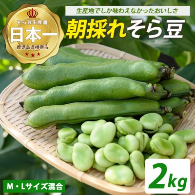 鹿児島県指宿市産 そら豆 約2kg M・Lサイズ混合(012-2075)