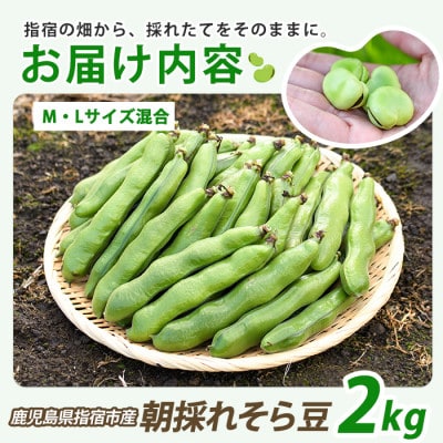 鹿児島県指宿市産 そら豆 約2kg M・Lサイズ混合(012-2075)