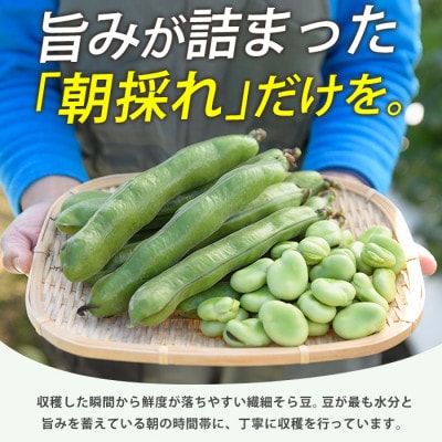 鹿児島県指宿市産 そら豆 約2kg M・Lサイズ混合(012-2075)