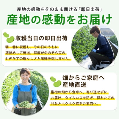 鹿児島県指宿市産 そら豆 約2kg M・Lサイズ混合(012-2075)