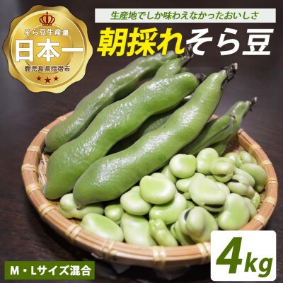鹿児島県指宿市産 そら豆 約4kg M・Lサイズ混合(024-2076)