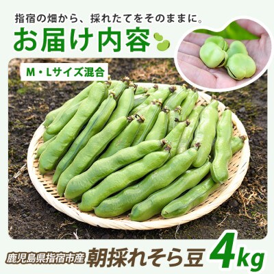 鹿児島県指宿市産 そら豆 約4kg M・Lサイズ混合(024-2076)