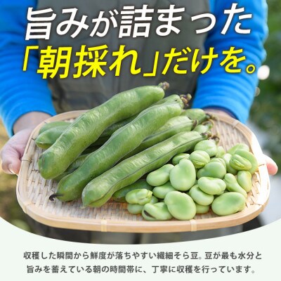 鹿児島県指宿市産 そら豆 約4kg M・Lサイズ混合(024-2076)