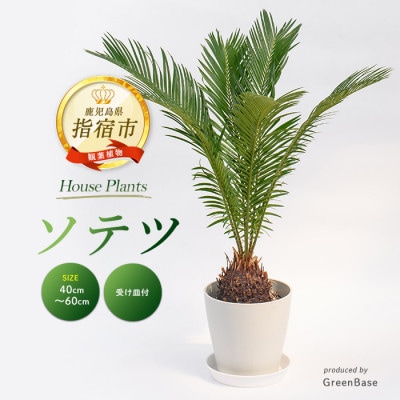 【観葉植物】ソテツ40cm～60cm (014-2047)