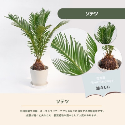 【観葉植物】ソテツ40cm～60cm (014-2047)