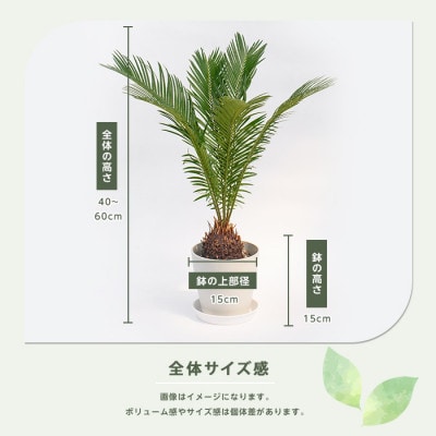 【観葉植物】ソテツ40cm～60cm (014-2047)