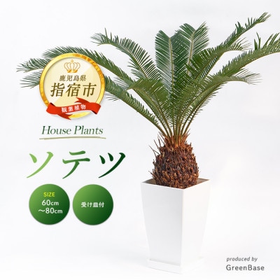 【観葉植物】ソテツ60cm～80cm (025-2048)