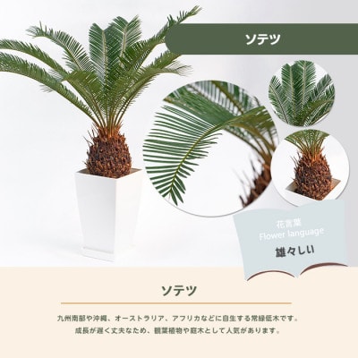 【観葉植物】ソテツ60cm～80cm (025-2048)