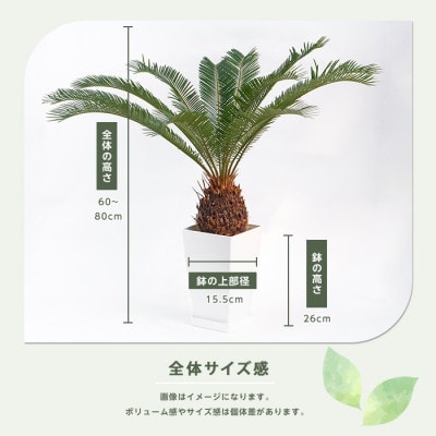 【観葉植物】ソテツ60cm～80cm (025-2048)