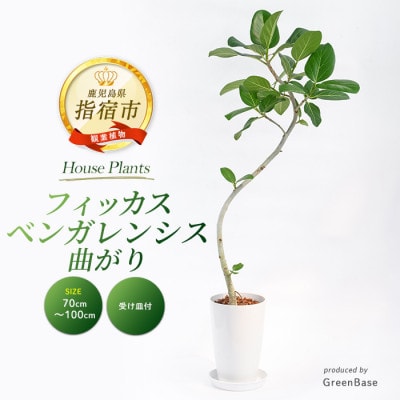 【観葉植物】フィッカス・ベンガレンシス(曲がり)70cm～100cm (018-2049)