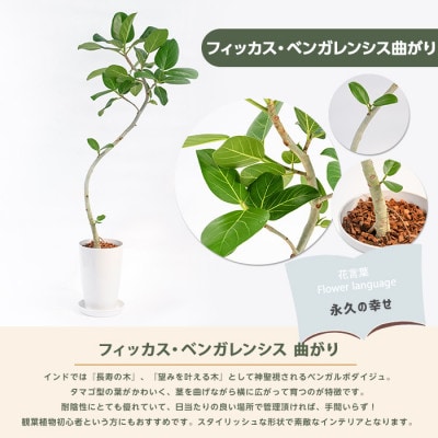 【観葉植物】フィッカス・ベンガレンシス(曲がり)70cm～100cm (018-2049)