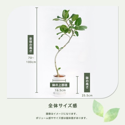 【観葉植物】フィッカス・ベンガレンシス(曲がり)70cm～100cm (018-2049)