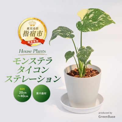 【観葉植物】モンステラ・タイコンステレーション 20cm～40cm (016-2050)