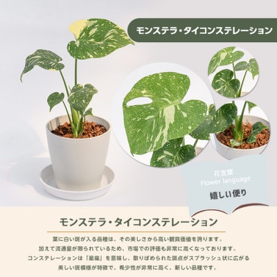 【観葉植物】モンステラ・タイコンステレーション 20cm～40cm (016-2050)