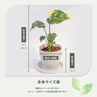 【観葉植物】モンステラ・タイコンステレーション 20cm～40cm (016-2050)