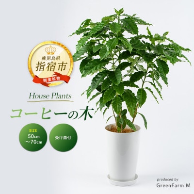 【観葉植物】コーヒーの木50cm～70cm(016-2063)