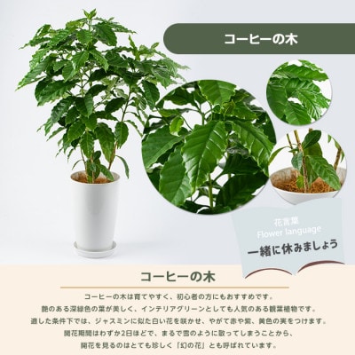 【観葉植物】コーヒーの木50cm～70cm(016-2063)
