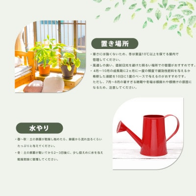 【観葉植物】コーヒーの木50cm～70cm(016-2063)