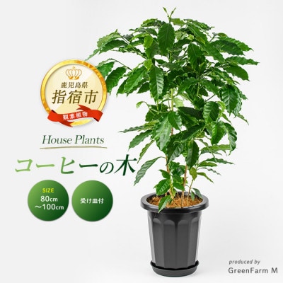 【観葉植物】コーヒーの木80cm～100cm(027-2064)