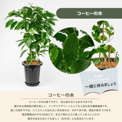 【観葉植物】コーヒーの木80cm～100cm(027-2064)