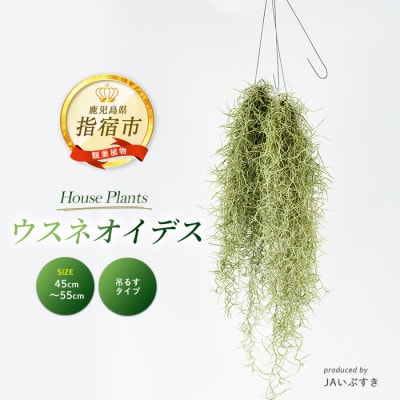 【観葉植物】ウスネオイデス 45cm～55cm (014-2060)