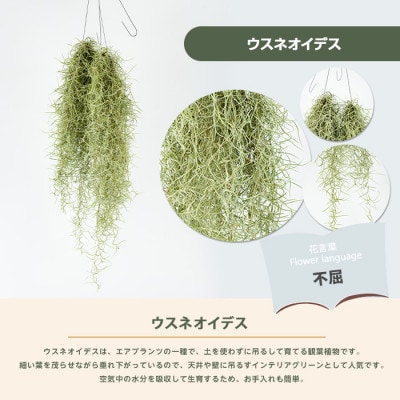 【観葉植物】ウスネオイデス 45cm～55cm (014-2060)