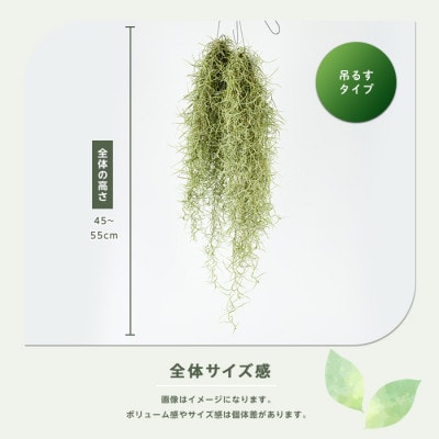 【観葉植物】ウスネオイデス 45cm～55cm (014-2060)