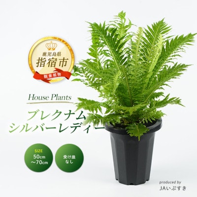 【観葉植物】ブレクナム・シルバーレディー 50cm～70cm (014-2061)